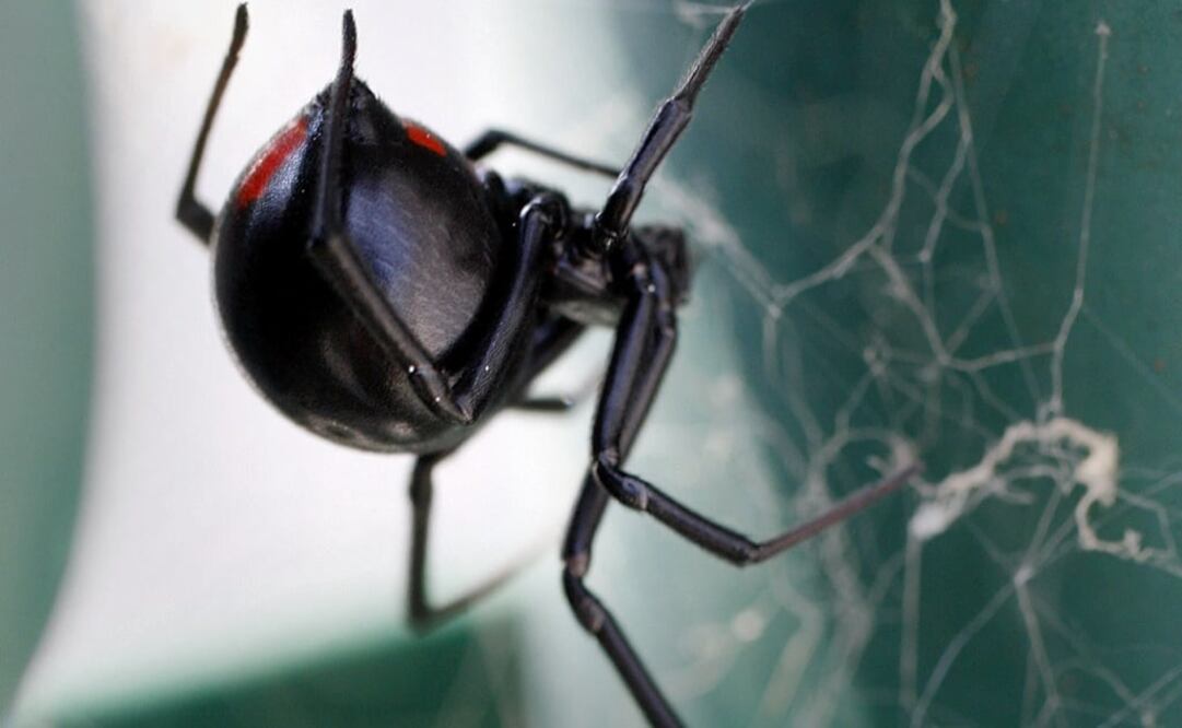 Black widow spiders are small and black, with a bright red hourglass shape on their ventral surface - Photo: Alex Brandon/AP