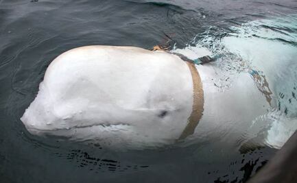 Avistan a la "beluga espía" rusa en Noruega