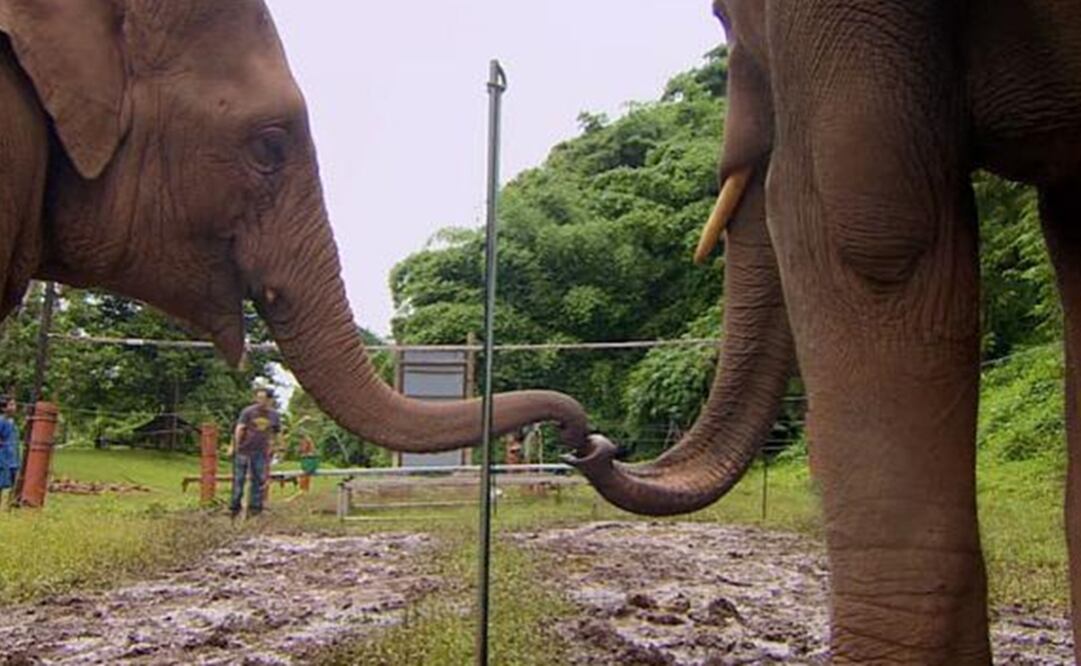 (FOTO: Tomada de Youtube)