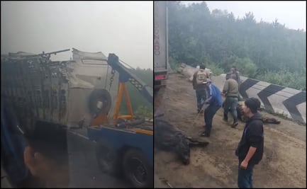 Roban y destazan reses durante accidente de tráiler que transportaba ganado en autopista Veracruz-Puebla