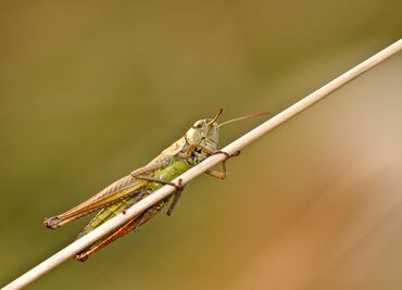 Plaga de langostas afecta más de 40 mil héctareas de diversos cultivos en Veracruz