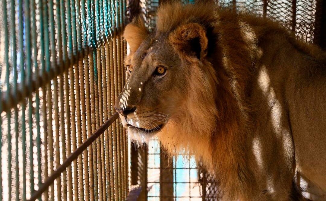El número de leones que hay actualmente en Sudán se desconoce (Fotos: AFP)
