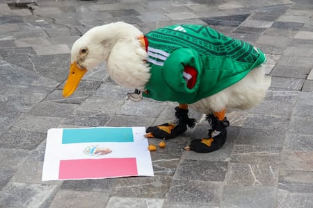 ¿México vencerá a Corea del Sur?; Merlín el “pato mundialista” da su predicción del próximo partido