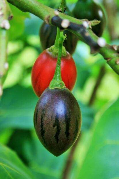 Conoce el tamarillo, una fruta alta en proteína