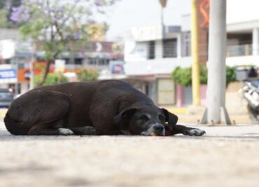 Congreso de la CDMX exige acabar con el abandono de perros y gatos por crisis económica