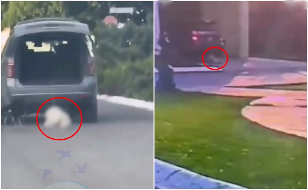En un segundo video se observa que la dueña de Rocky le pasó por encima en su camioneta en tres ocasiones. Foto: Dignidad Animal A.C.