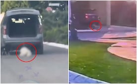 Caso Rocky: ¿Cuál es la pena por maltrato animal en Coahuila?; esto dice la ley