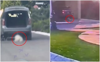 Caso Rocky: ¿Cuál es la pena por maltrato animal en Coahuila?; esto dice la ley