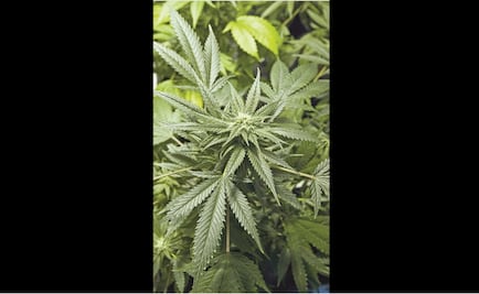 Aprueban ley para el consumo y cultuvo de cannabis en Canberra