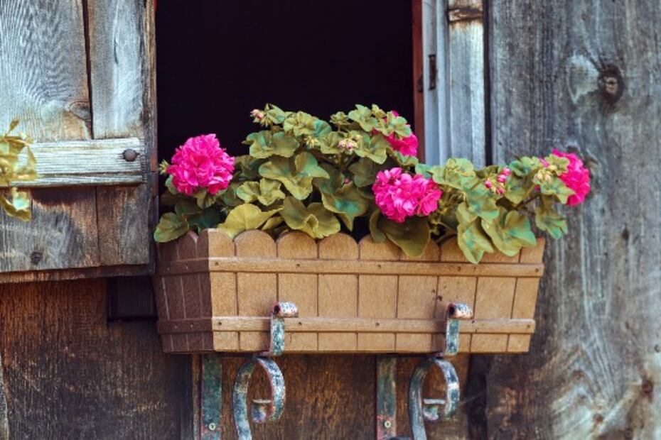 Estas plantas inundarán de un delicado aroma tu hogar