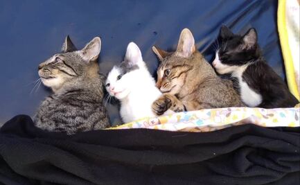 Habrá esterilizaciones y estética gratis para michis y lomitos en esta alcaldía