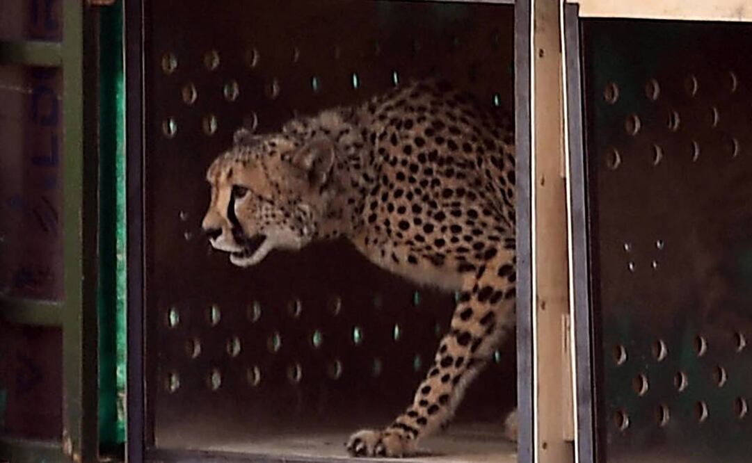 Guepardo salvaje siendo liberado en el Parque Nacional Kuno, en la India. Foto: AFP