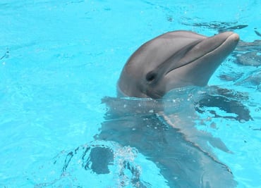 Empresa se desiste a operar delfinario en área protegida de Cancún