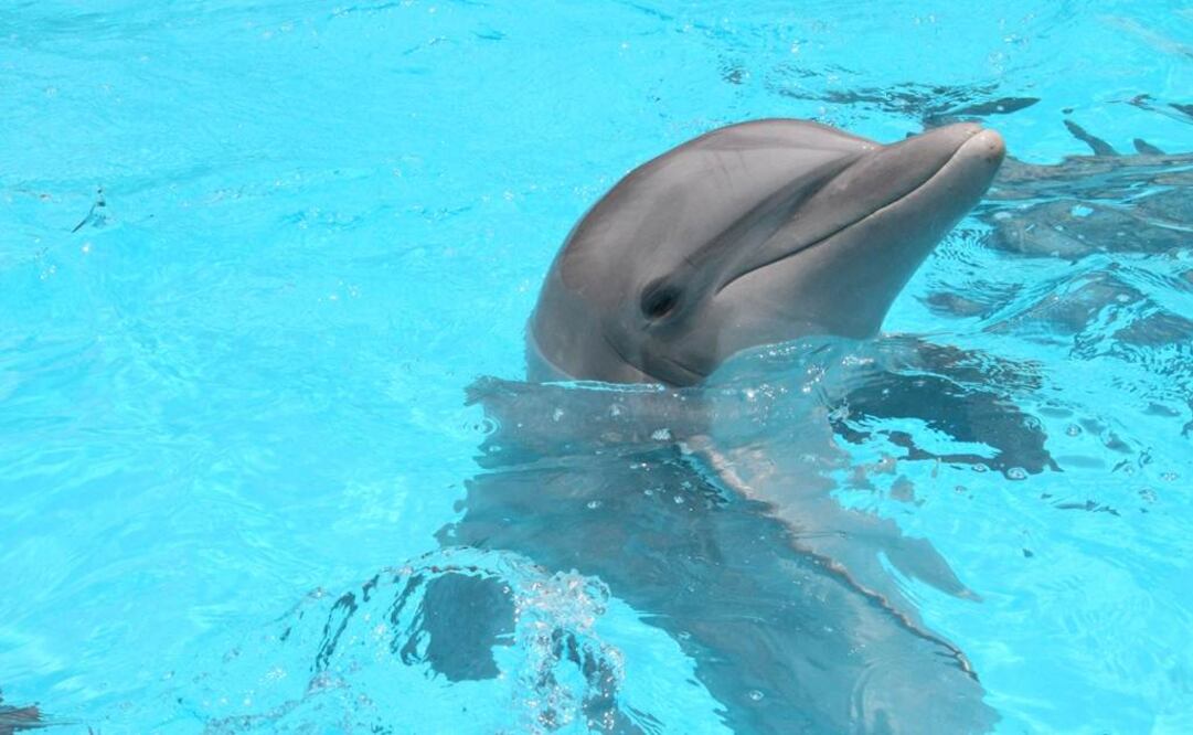 "No habrá más delfinarios ahí", aseguró el delegado de la Semarnat, José Luis Funes  Foto: Especial