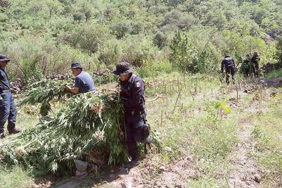 Federales destruyen 14 toneladas de marihuana