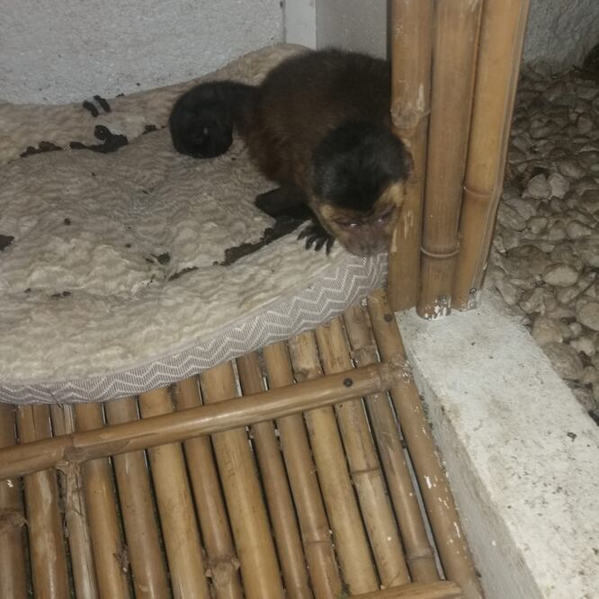 Después de revisar a las especies por parte de los médicos veterinarios de la SSC, éstas fueron llevadas a las instalaciones de la BVA para permanecer en resguardo temporal. Foto: Especial