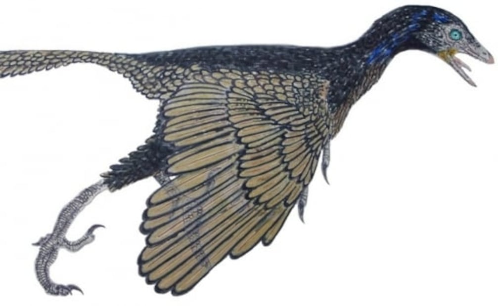 Picozapato, la extraña ave que parece de la prehistoria