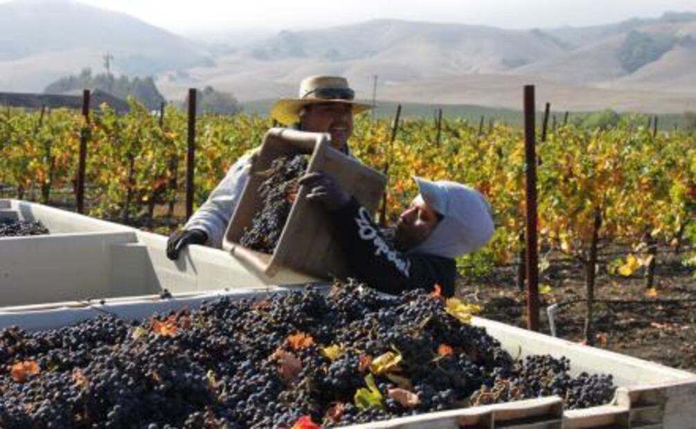 El sueño mexicano: Robledo Winery