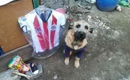 El Chivahermano más “perrón”