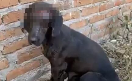 Hombre hiere con machete a perrita que acababa de parir en Sinaloa 
