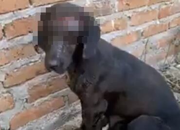 Hombre hiere con machete a perrita que acababa de parir en Sinaloa