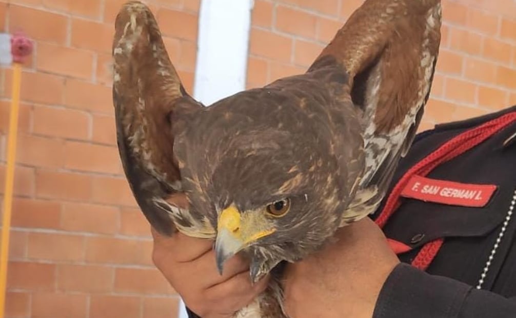 Autoridades de la CDMX resguardaron a un águila que se encontraba lesionada. Foto: tomada de la cuenta de X de @PBI_SSC