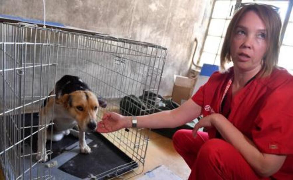 Así rehabilitan a un perro de Chernóbil para que pueda ser adoptado