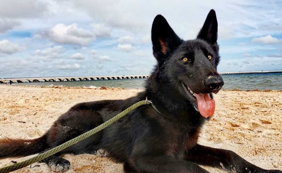 Cómo son los perros lobo, como los que tenían los agresores de Ciro Gómez Leyva. Foto: @elcalupoh