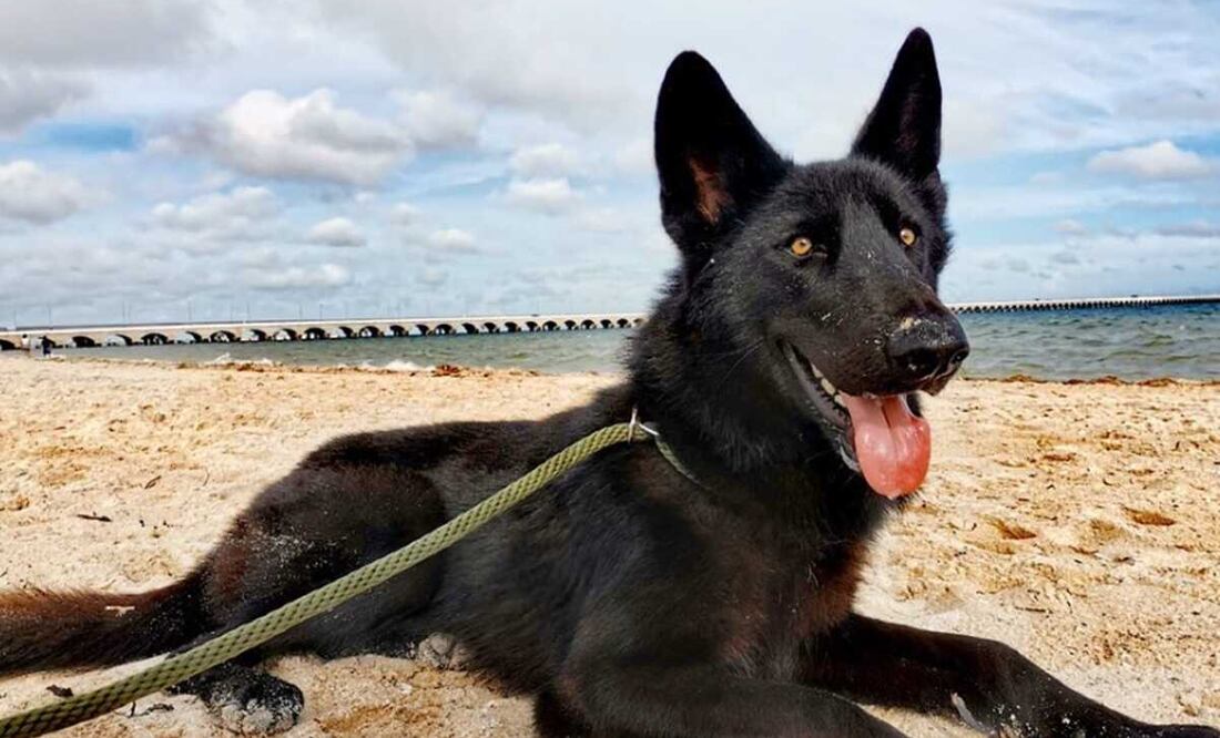 Cómo son los perros lobo, como los que tenían los agresores de Ciro Gómez Leyva. Foto: @elcalupoh