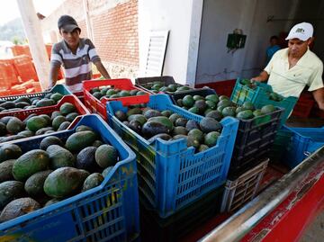 Aguacate mexicano conquista el 5 de mayo; exportan 96 mil toneladas para celebrarlo en EU