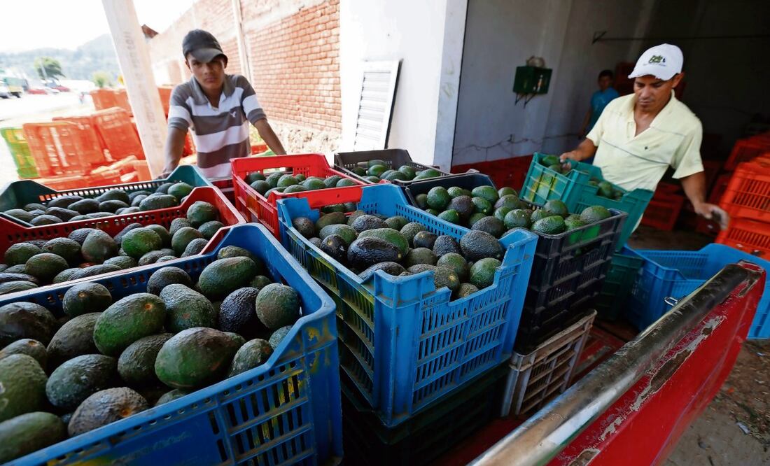 Aranceles de Estados Unidos afectarán la exportación de productos mexicanos, como el aguacate. (05/03/2025) Foto: Archivo | El Universal