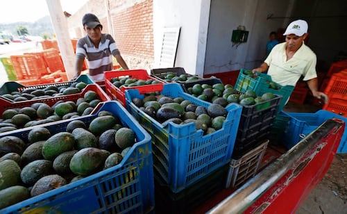 Productores piden reabrir frontera al aguacate mexicano a la “brevedad”; reconocen esfuerzo conjunto para operar con seguridad