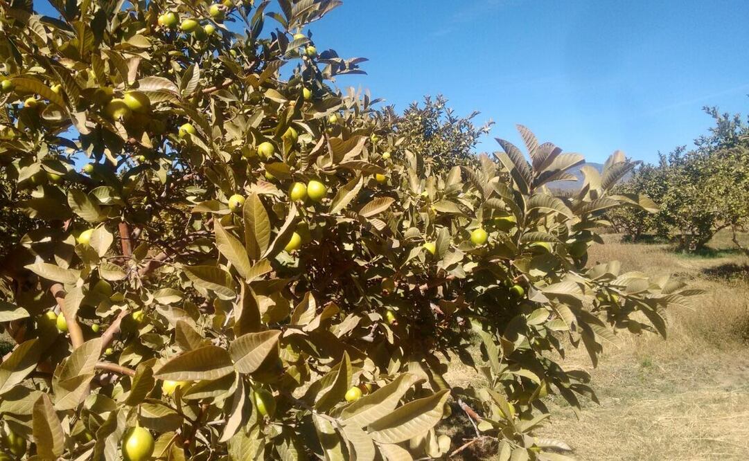Se pronostica que el Frente Frío 16 y la segunda tormenta invernal traerán para Aguascalientes fuertes vientos y lluvias. (FOTO: Xóchitl Álvarez. EL UNIVERSAL)