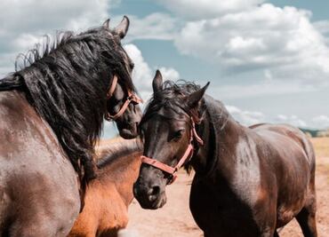 Los 10 nombres más épicos para caballos y yeguas; su significado que te sorprenderá