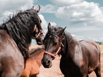 Los 10 nombres más épicos para caballos y yeguas; su significado que te sorprenderá
