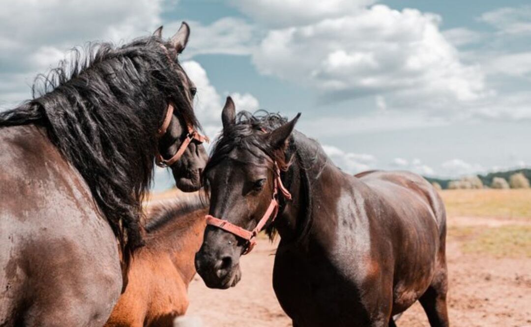 El caballo, un compañero noble e inteligente a lo largo de la historia. Fuente: Freepik.