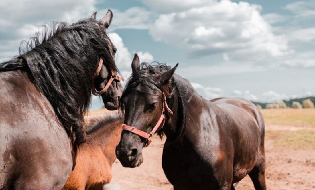 El caballo, un compañero noble e inteligente a lo largo de la historia. Fuente: Freepik.