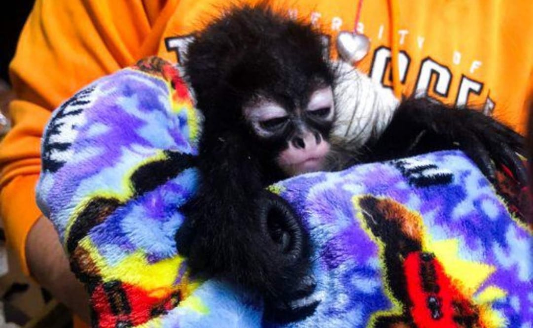 Profepa asegura monos araña, loros y una guacamaya en operativos contra tráfico de fauna en Guadalajara (29/12/25). Foto: Profepa