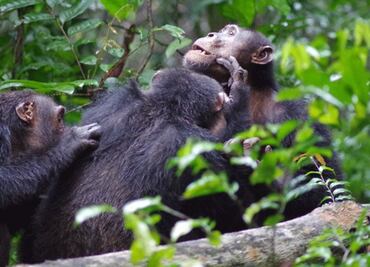 El apoyo de los amigos reduce "hormona del estrés" en los chimpancés salvajes