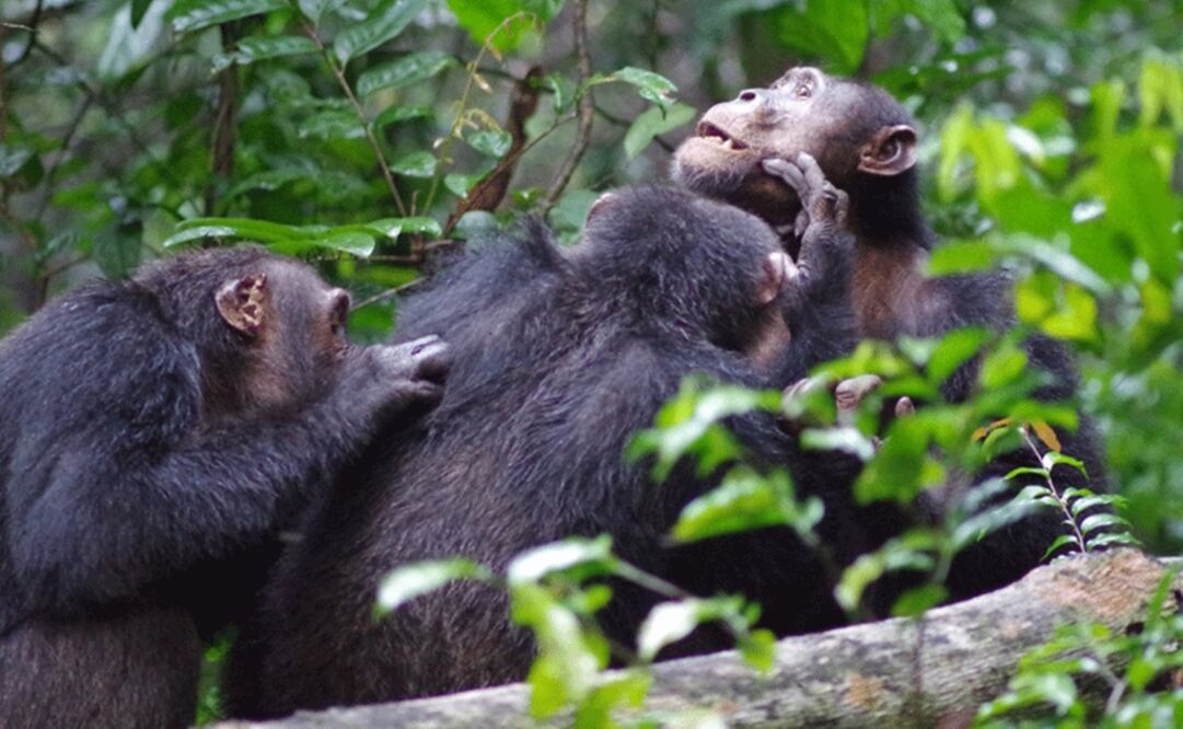 Los chimpancés machos del Parque Nacional Taï, en Costa de Marfil, se acicalan entre ellos como muestra de su apego. Esta unión les permite reconocerse y protegerse en caso de peligro. (FOTO: Roman Wittig, Taï Chimpanzee Project)