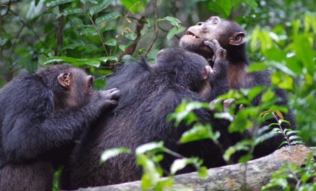 Los chimpancés machos del Parque Nacional Taï, en Costa de Marfil, se acicalan entre ellos como muestra de su apego. Esta unión les permite reconocerse y protegerse en caso de peligro. (FOTO: Roman Wittig, Taï Chimpanzee Project)