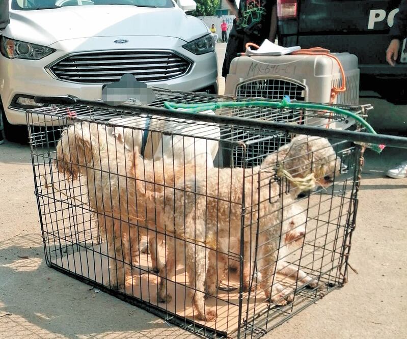 Los perros de diversas razas presentaban algunas lesiones. Foto: ESPECIAL