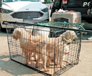 Rescatan a 26 perros maltratados en Iztapalapa
