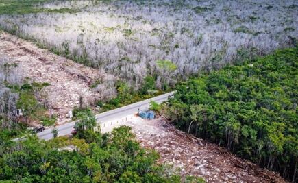 INAI ordena a Fonatur transparentar contratos para la supervisión de obras del Tren Maya