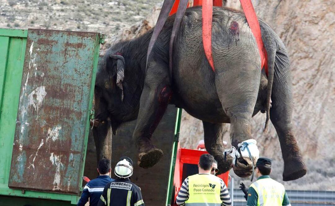 Fotos y videos difundidos por la policía y las autoridades locales mostraron a los elefantes cuando eran alzados a camiones mediante enormes grúas industriales. Foto: AP