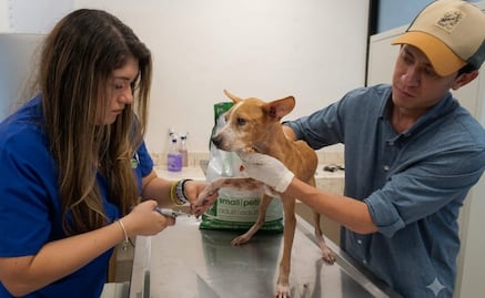 Rescatan a 48 perritos en situación crítica en predio de Mérida, Yucatán; serán rehabilitados para su adopción