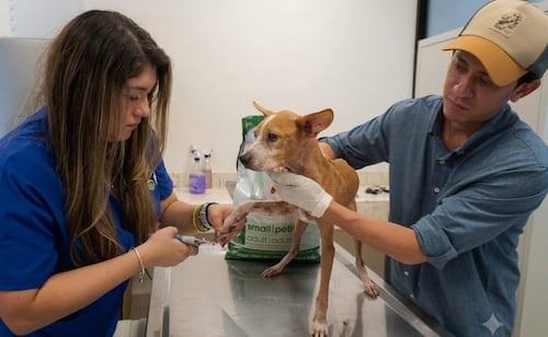 Rescatan a 48 perritos en situación crítica en predio de Mérida, Yucatán; serán rehabilitados para su adopción