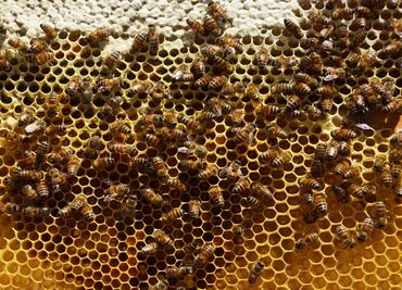 “Hotels” to protect wild bees in western Mexico