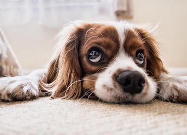 Cómo saber dónde está tu perro en tiempo real usando tecnología