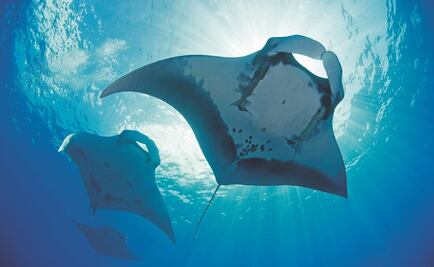 Visitará EPN Archipiélago de Revillagigedo